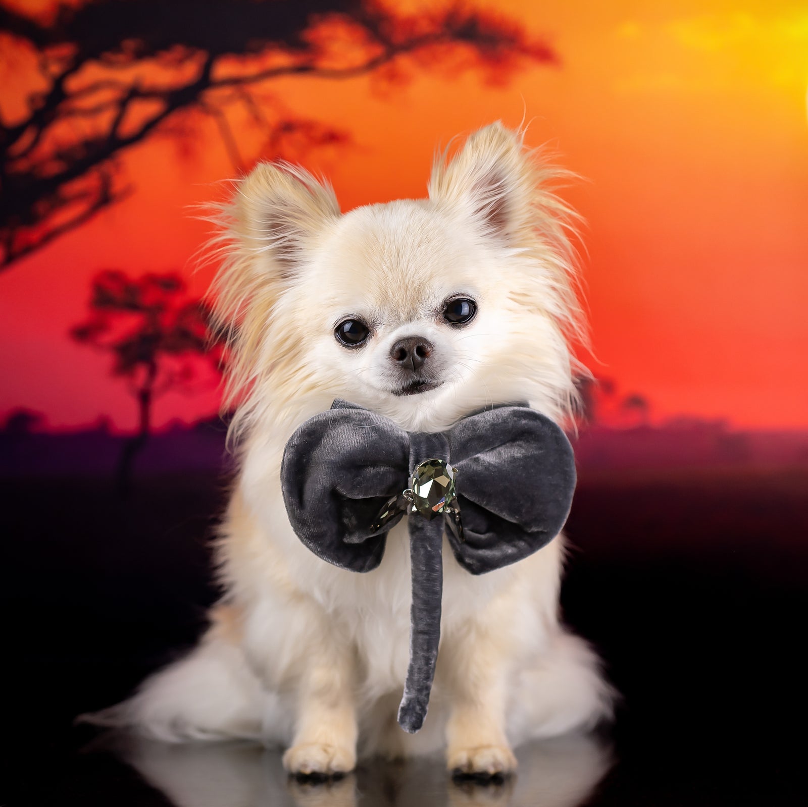 Serengeti Silk Velvet Elephant Bow, Petite