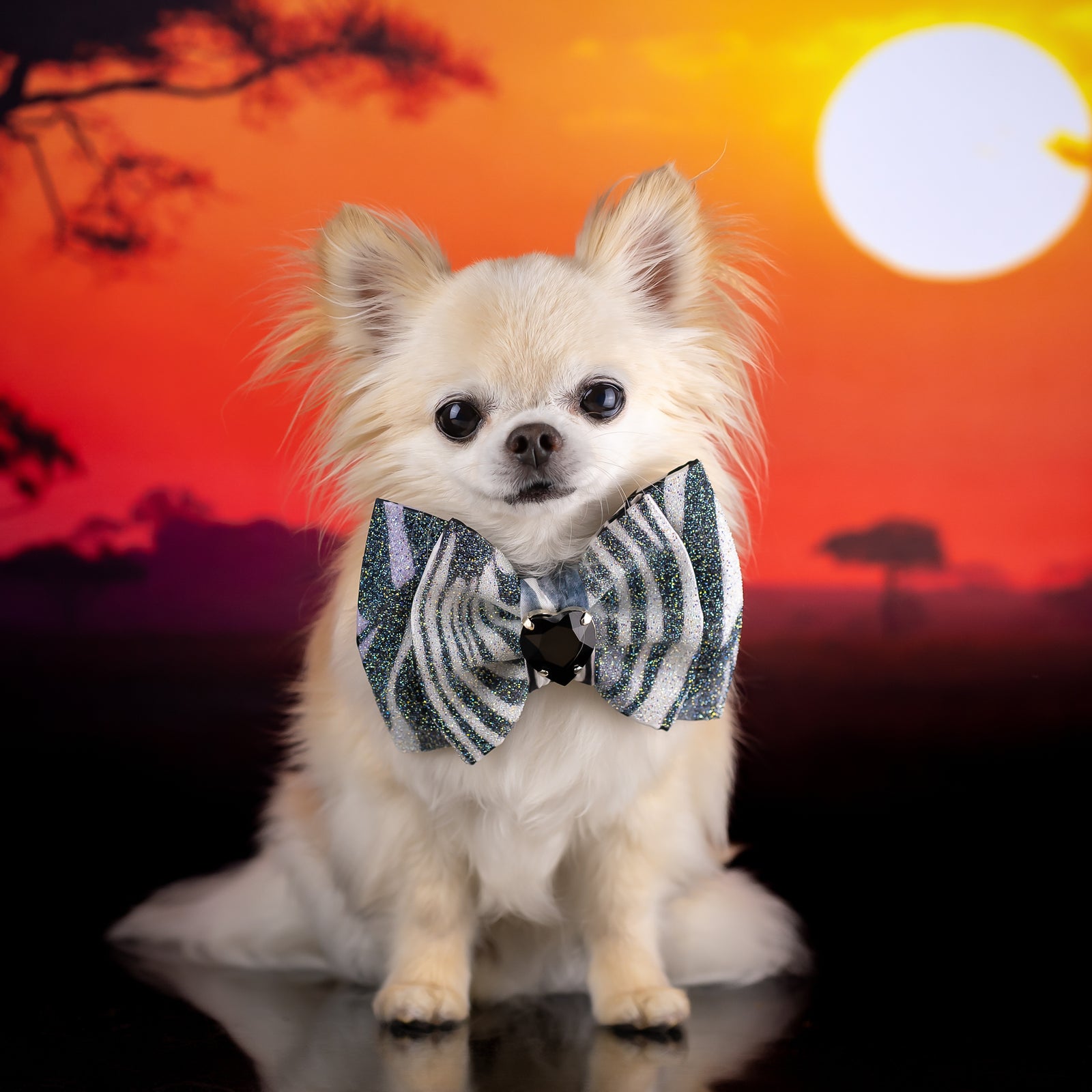 Serengeti VIP Puppy Love Bow Zebra, Medium