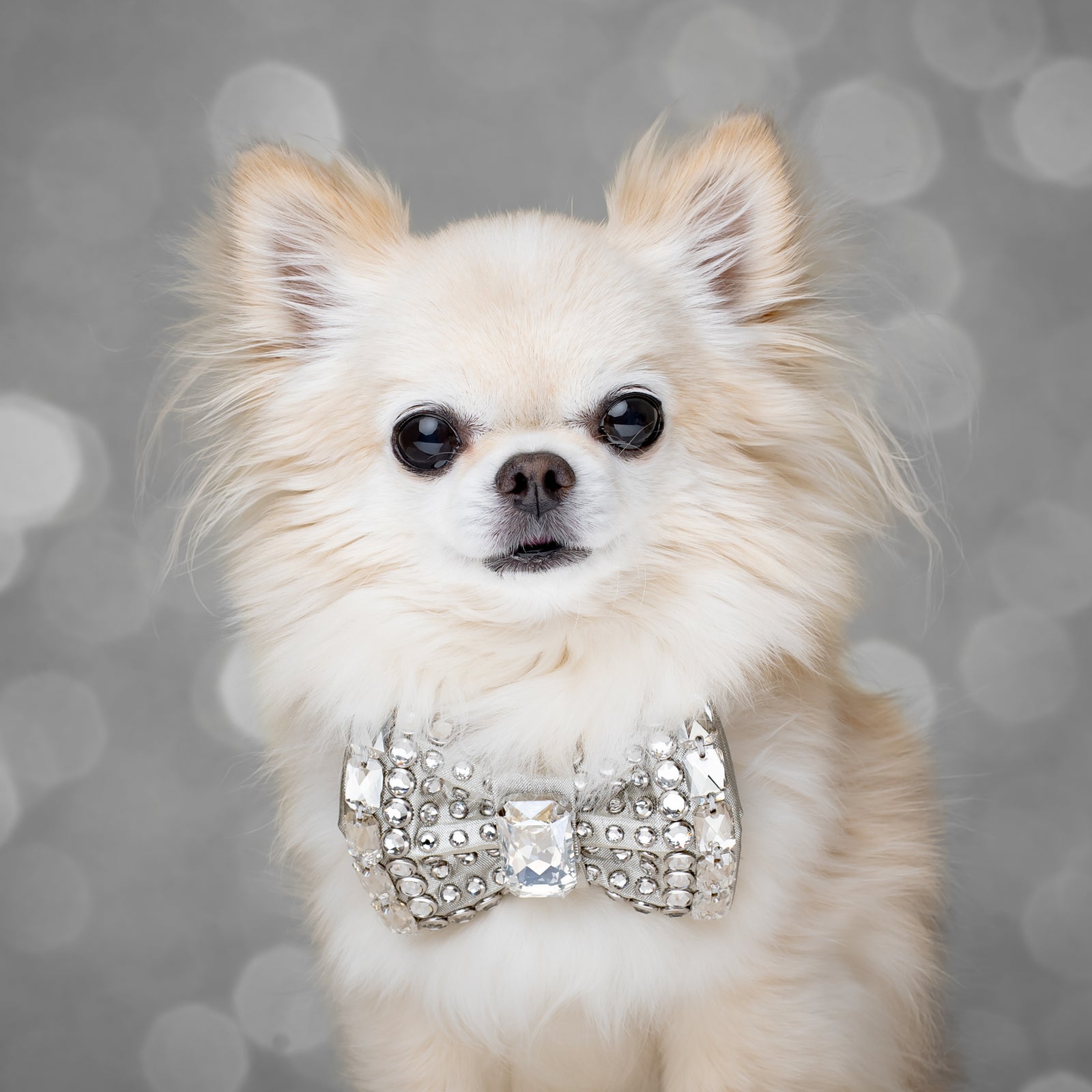 Silver Screen VIP Monarch Bow, Petite