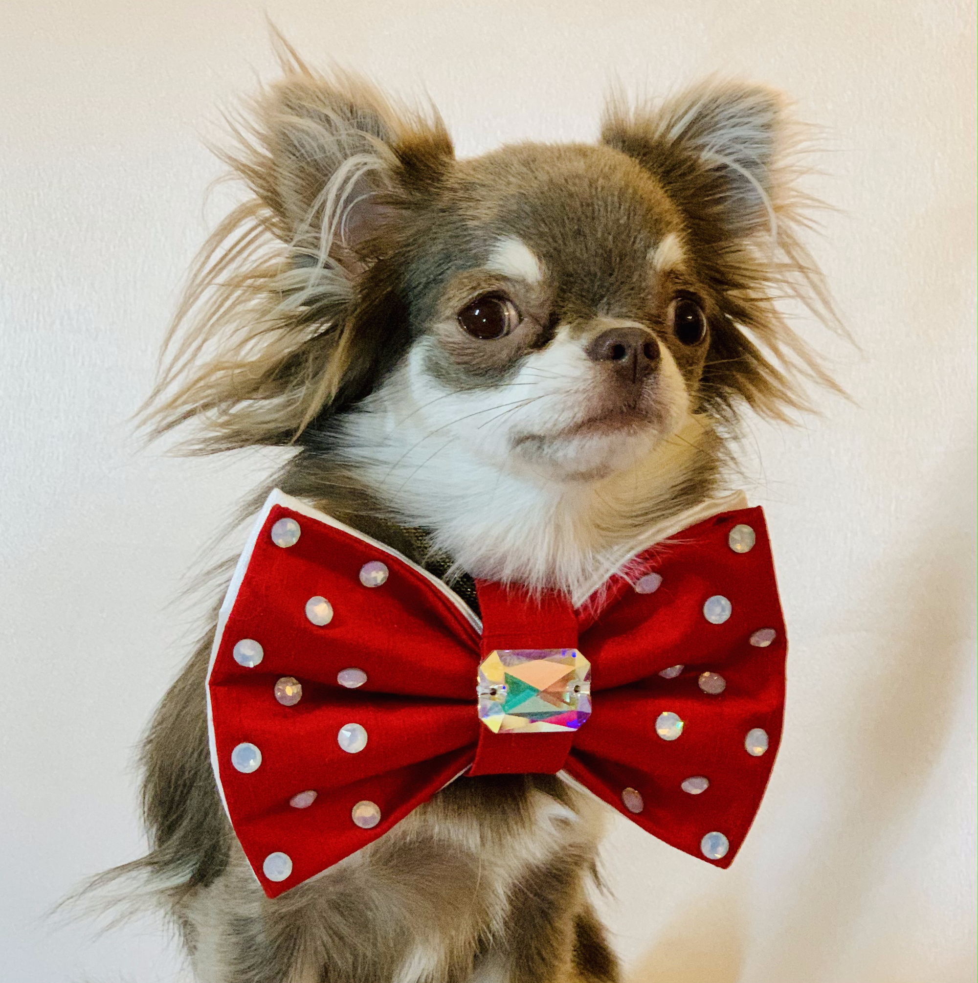 Reversible Dotty bow Medium