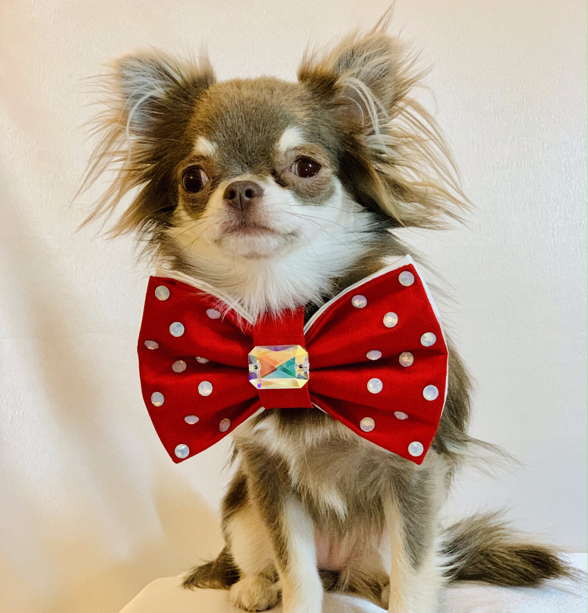Reversible Dotty bow Medium