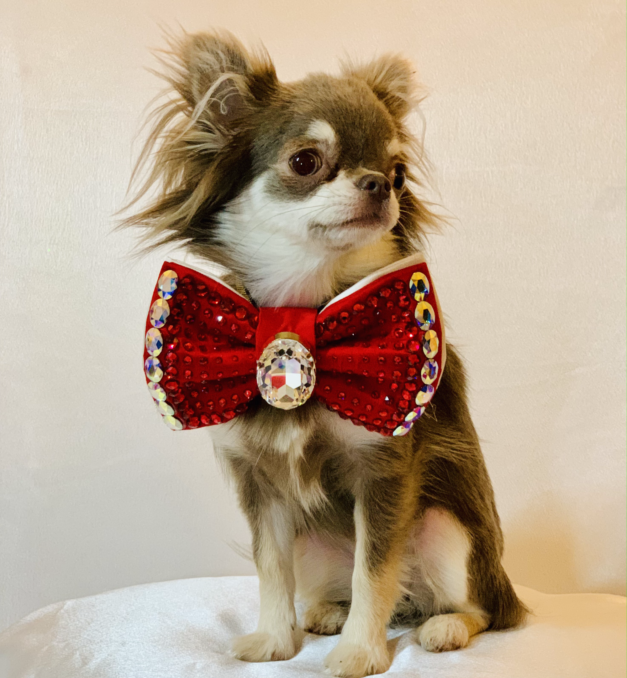 VIP Dotty Monarch Medium in Red