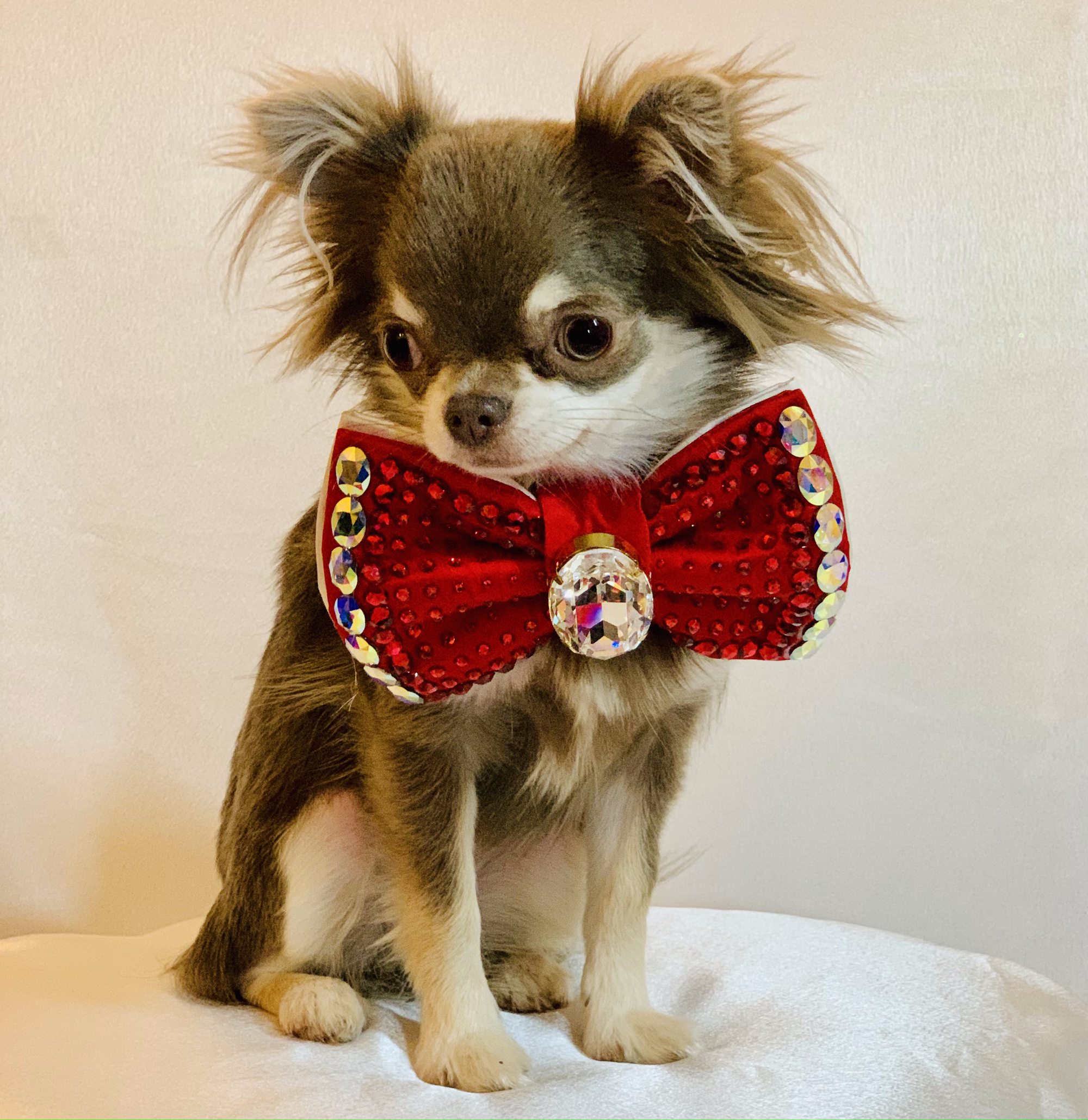 VIP Dotty Monarch Medium in Red