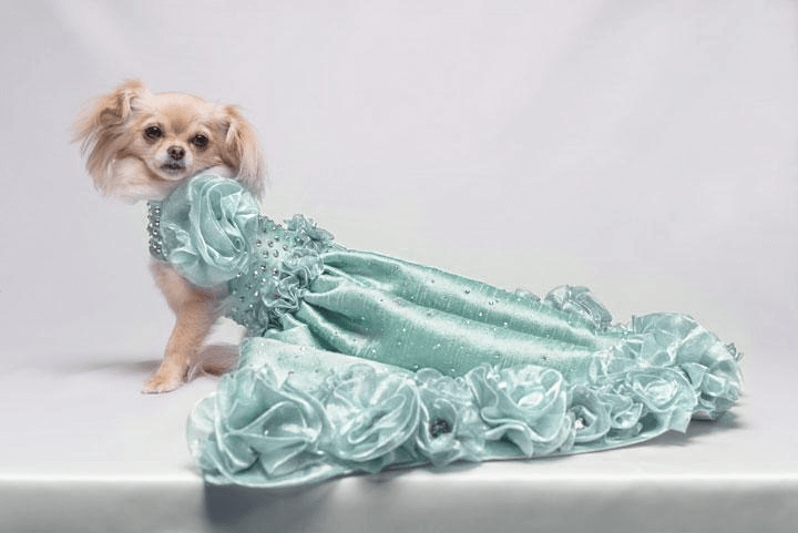 Tiffany Dreams | Silk Dog Ball Gown | Tiffany