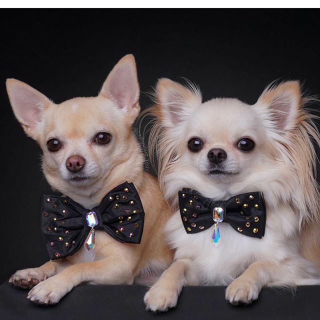 Black Bejewelled Dog Bow Tie with Drop