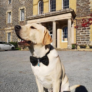 Black Bejewelled Dog Bow Tie with Drop