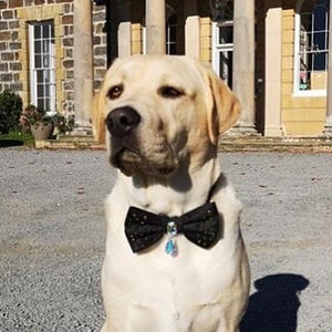 Black Bejewelled Dog Bow Tie with Drop