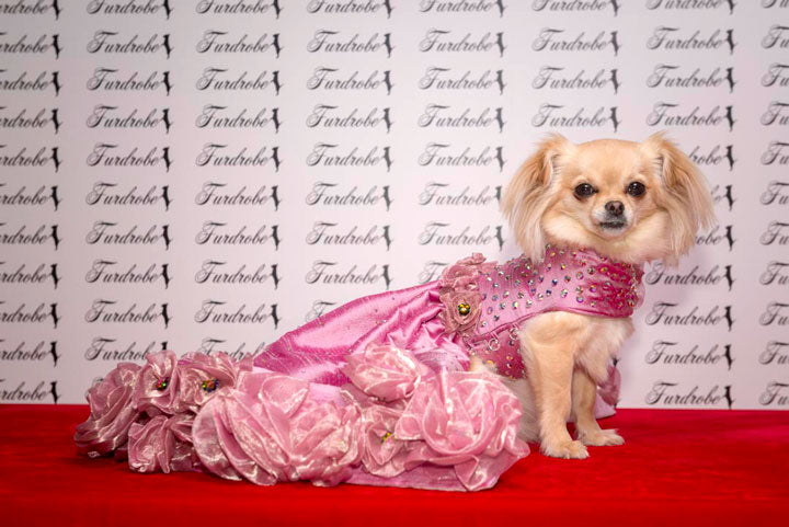 Candy Floss Rose Dog Dress