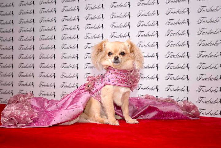 Candy Floss Rose Dog Dress - Furdrobe Ltd Candy Floss Rose Dog Dress - Furdrobe Ltd