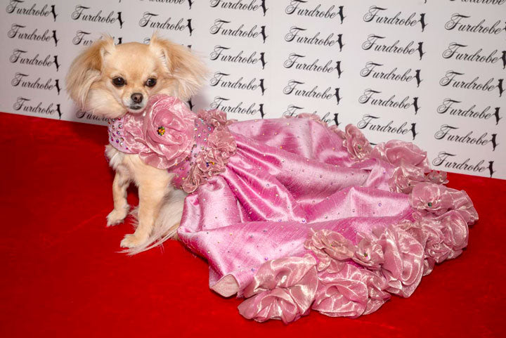 Candy Floss Rose Dog Dress - Furdrobe Ltd Candy Floss Rose Dog Dress - Furdrobe Ltd