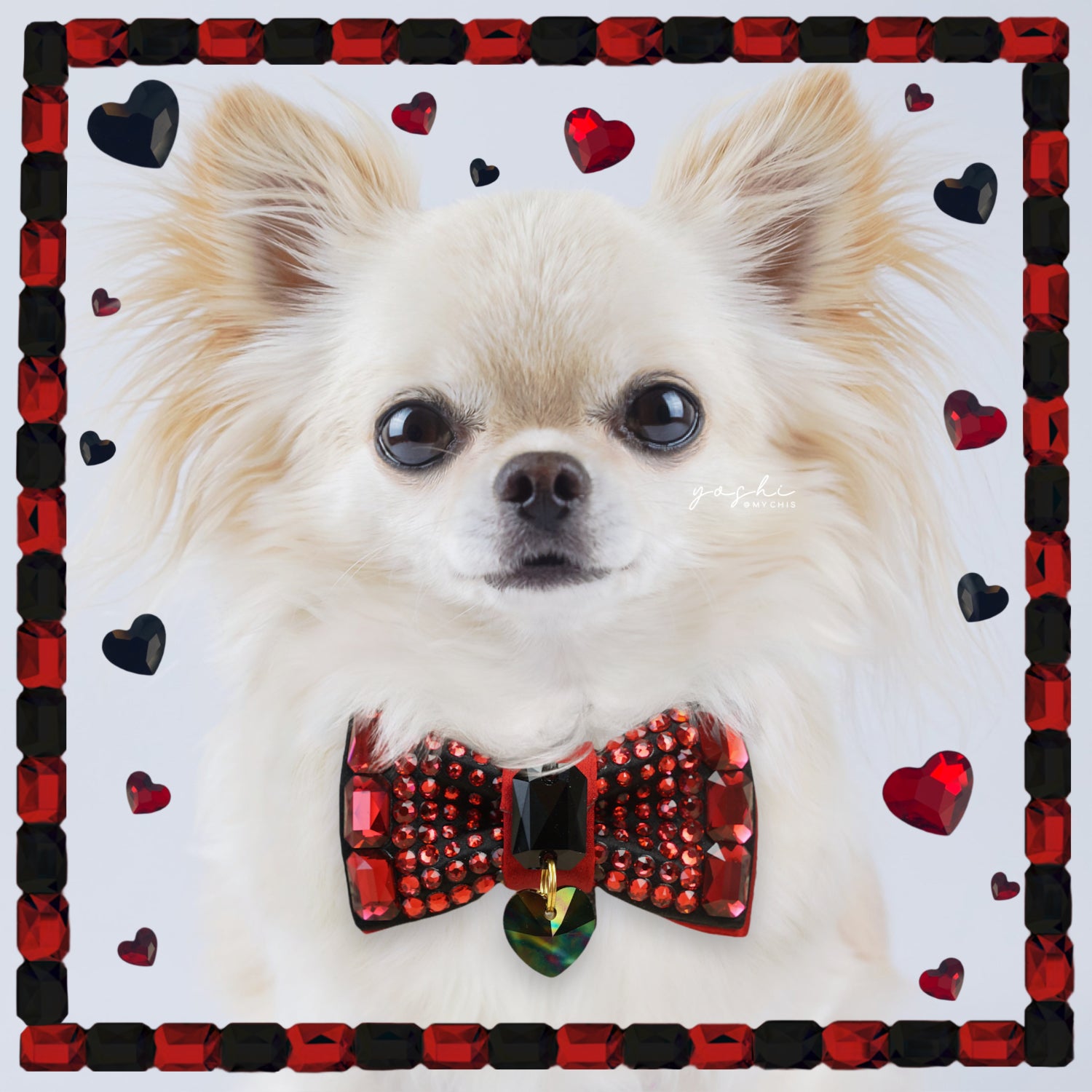 VIP Monarch “Lovebug” dog bow tie in black