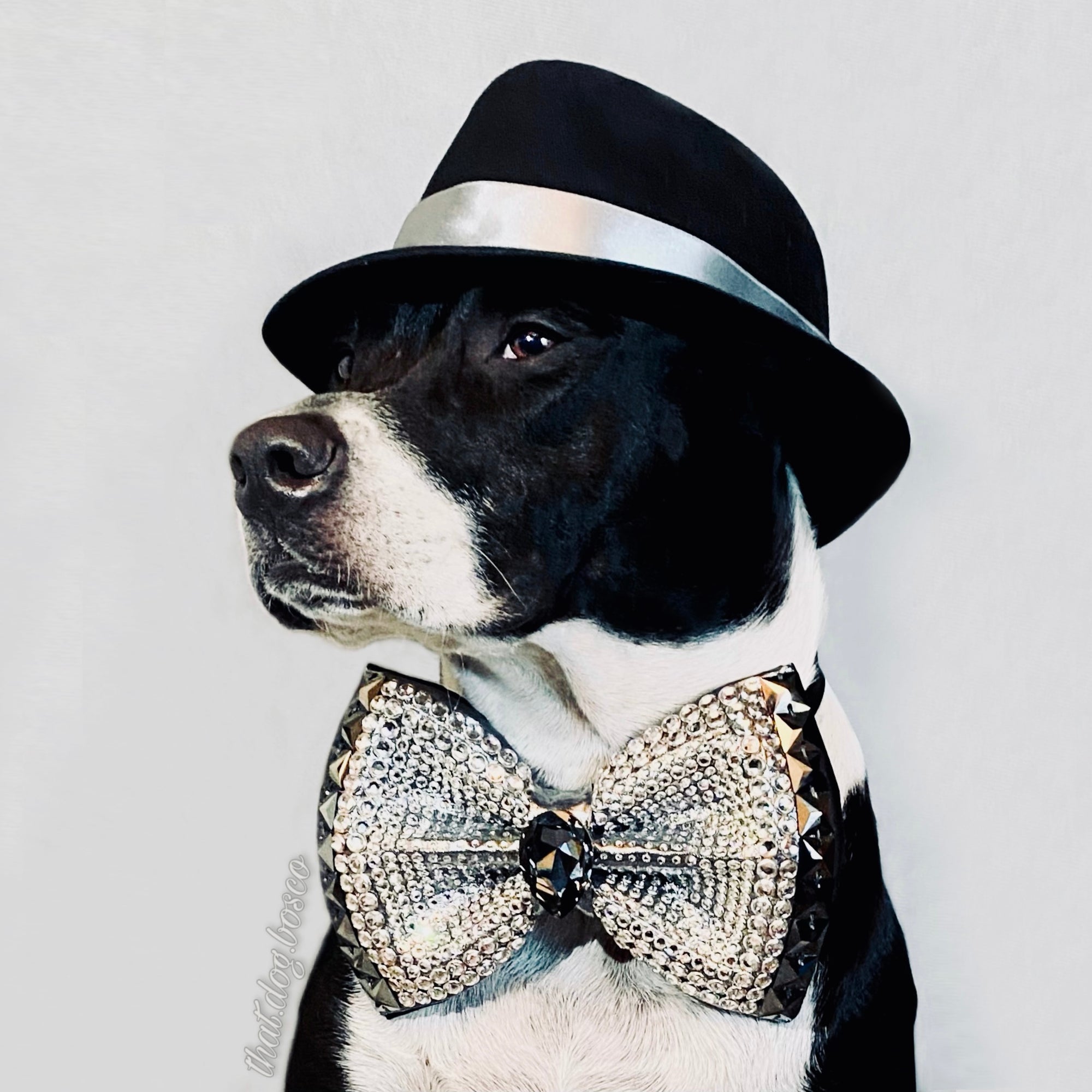 VIP Monarch Bosco Dog Bow Tie | Midnight Silver | Grand