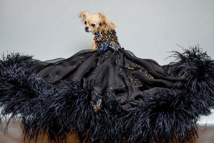 designer dog dresses The Imperial Black Gown (Luxury Dog Dress) designer dog dresses The Imperial Black Gown (Luxury Dog Dress)