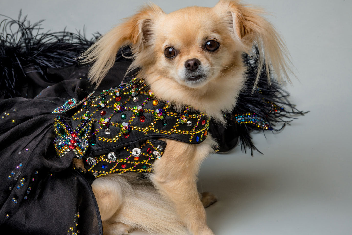 The Imperial Black Gown (Luxury Dog Dress)