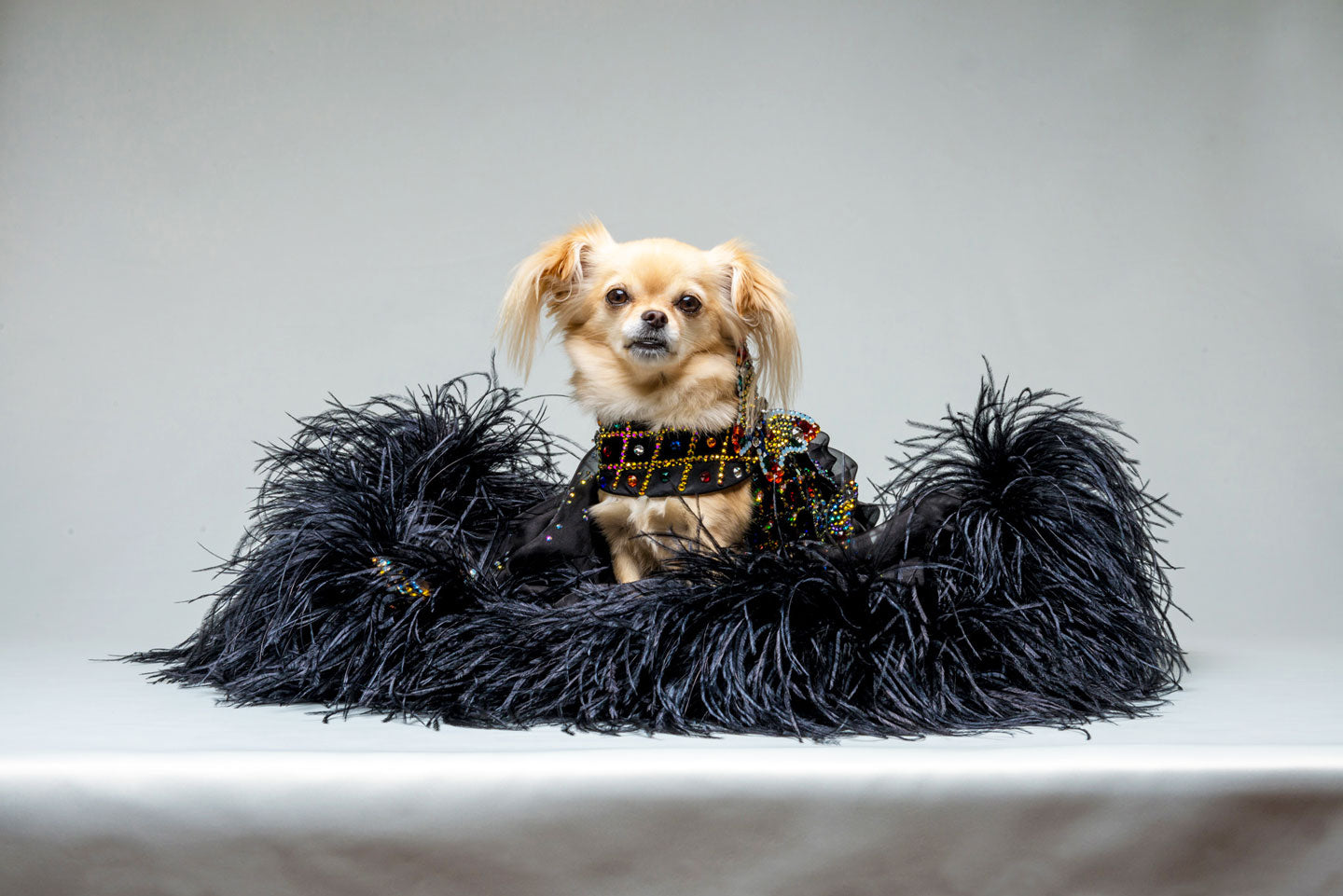 black dog dresses Black Princess Dog Party Dress | Poshdoglife.com