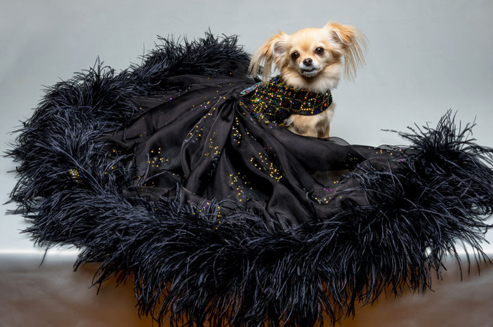 The Imperial Black Gown (Luxury Dog Dress)