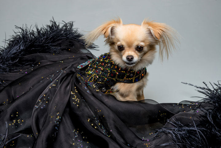 The Imperial Black Gown (Luxury Dog Dress) - Furdrobe Ltd The Imperial Black Gown (Luxury Dog Dress) - Furdrobe Ltd
