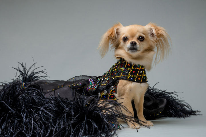 The Imperial Black Gown (Luxury Dog Dress) - Furdrobe Ltd The Imperial Black Gown (Luxury Dog Dress) - Furdrobe Ltd