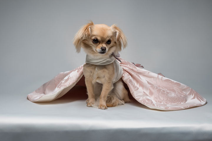 Belle Prelle Dog Dress - Furdrobe Ltd Belle Prelle Dog Dress - Furdrobe Ltd