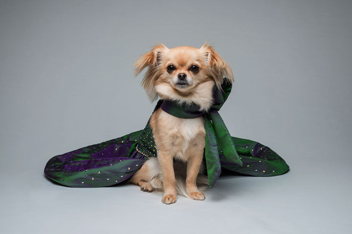 Starry Night Dog Dress - Furdrobe Ltd Starry Night Dog Dress - Furdrobe Ltd
